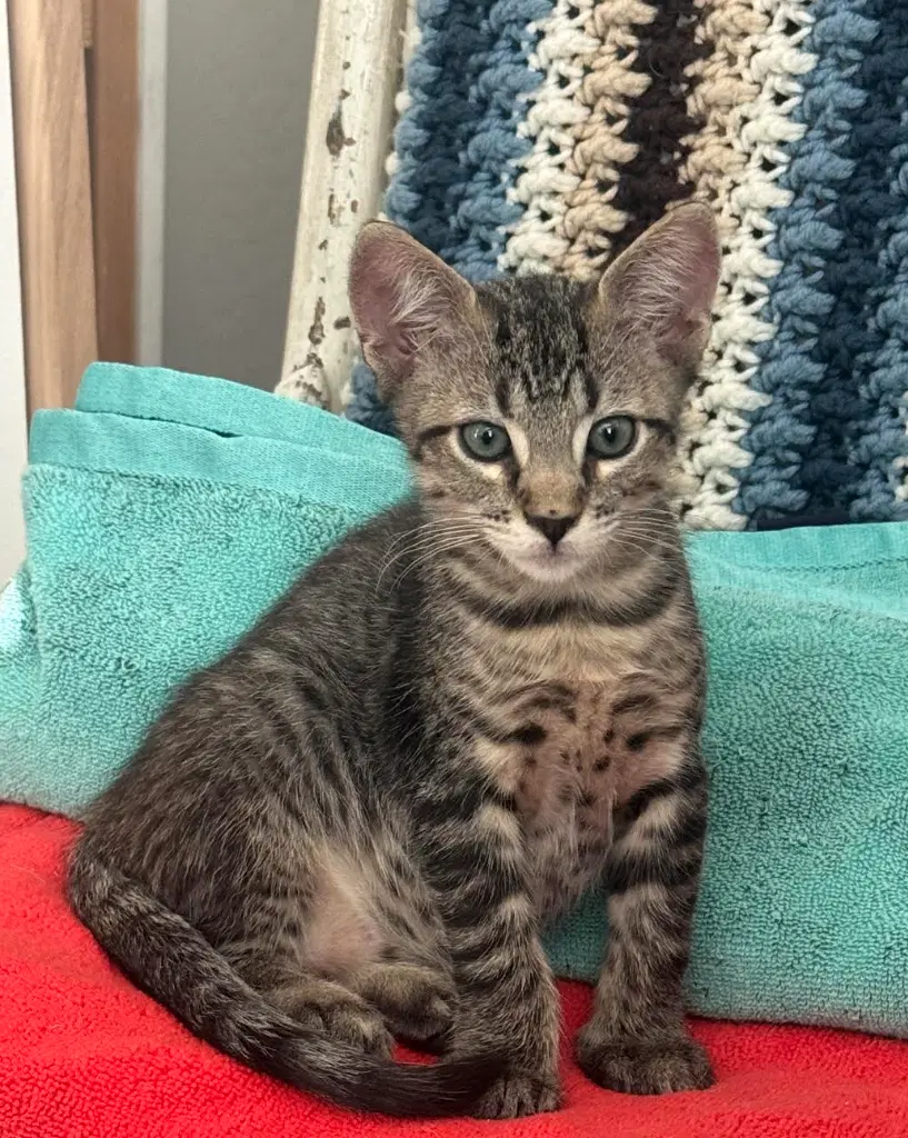 Sebastienne - Domestic Short Hair