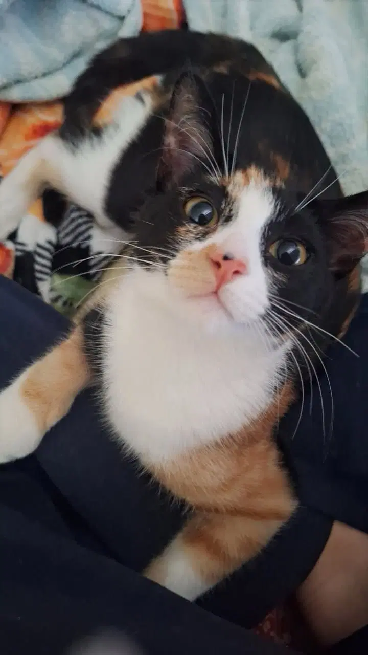 Poppy - Domestic Short Hair