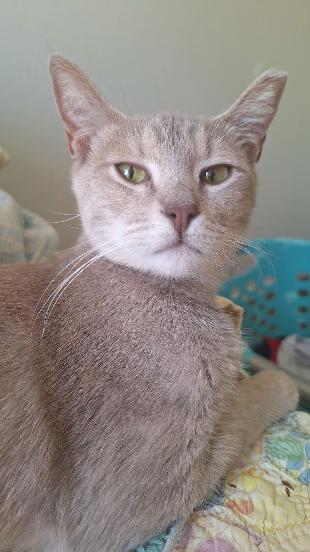 Opal