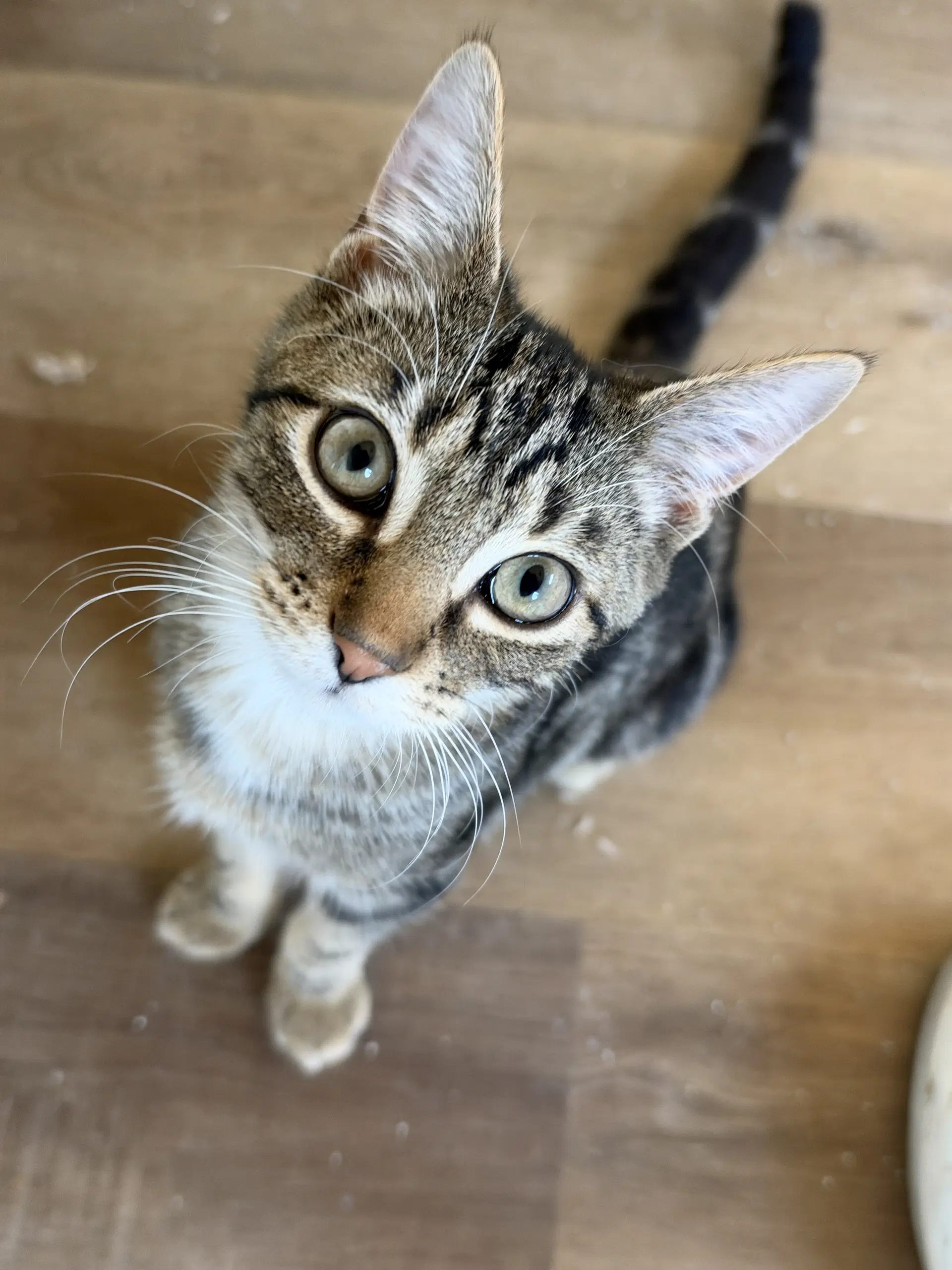 Barry Allen - Domestic Short Hair