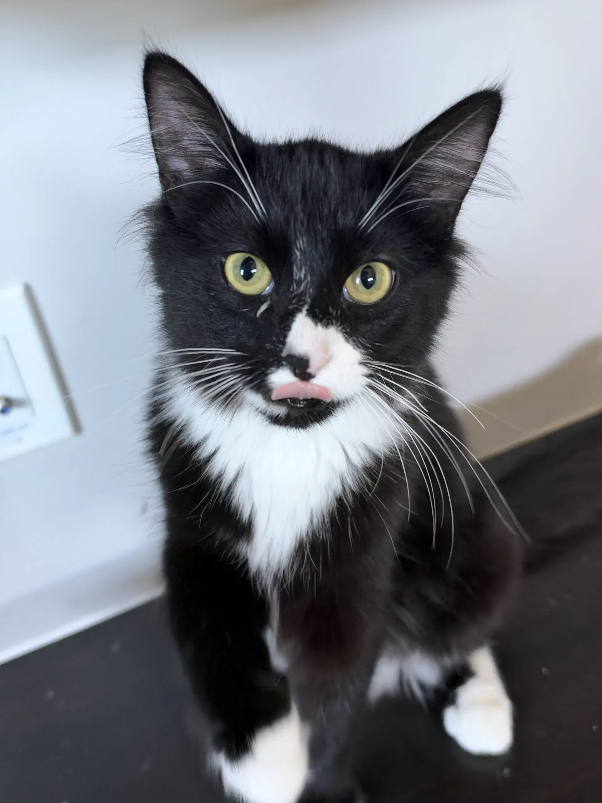 Bruce Wayne - Domestic Medium Hair