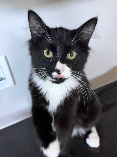 Bruce Wayne, Domestic Medium Hair (medium coat)