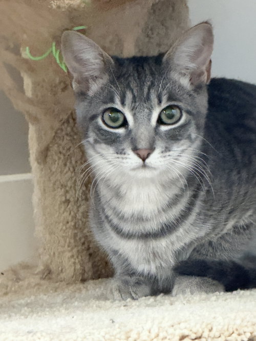 Peter Parker, Tabby / Domestic Medium Hair (short coat)