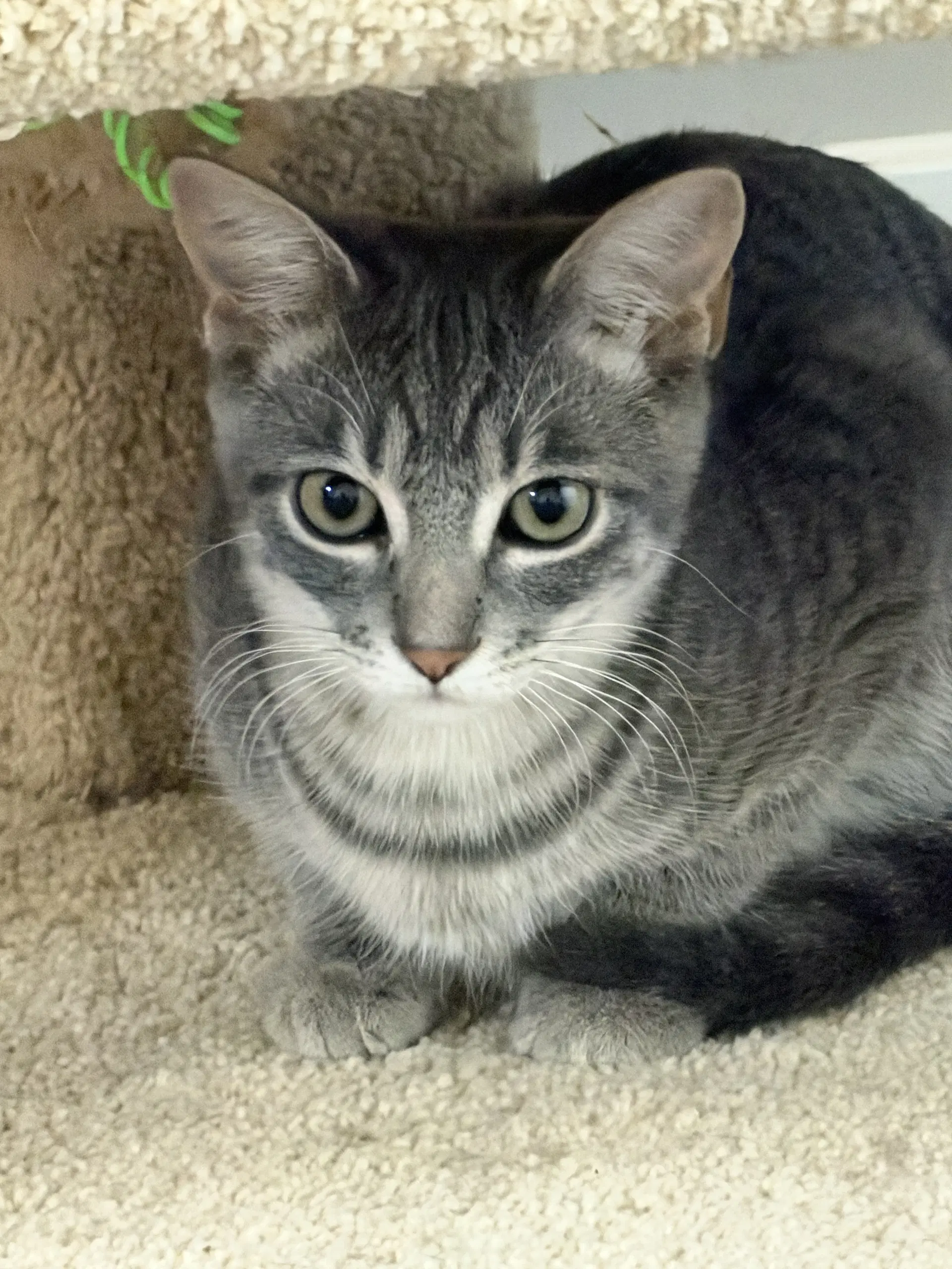 Peter Parker image 3
