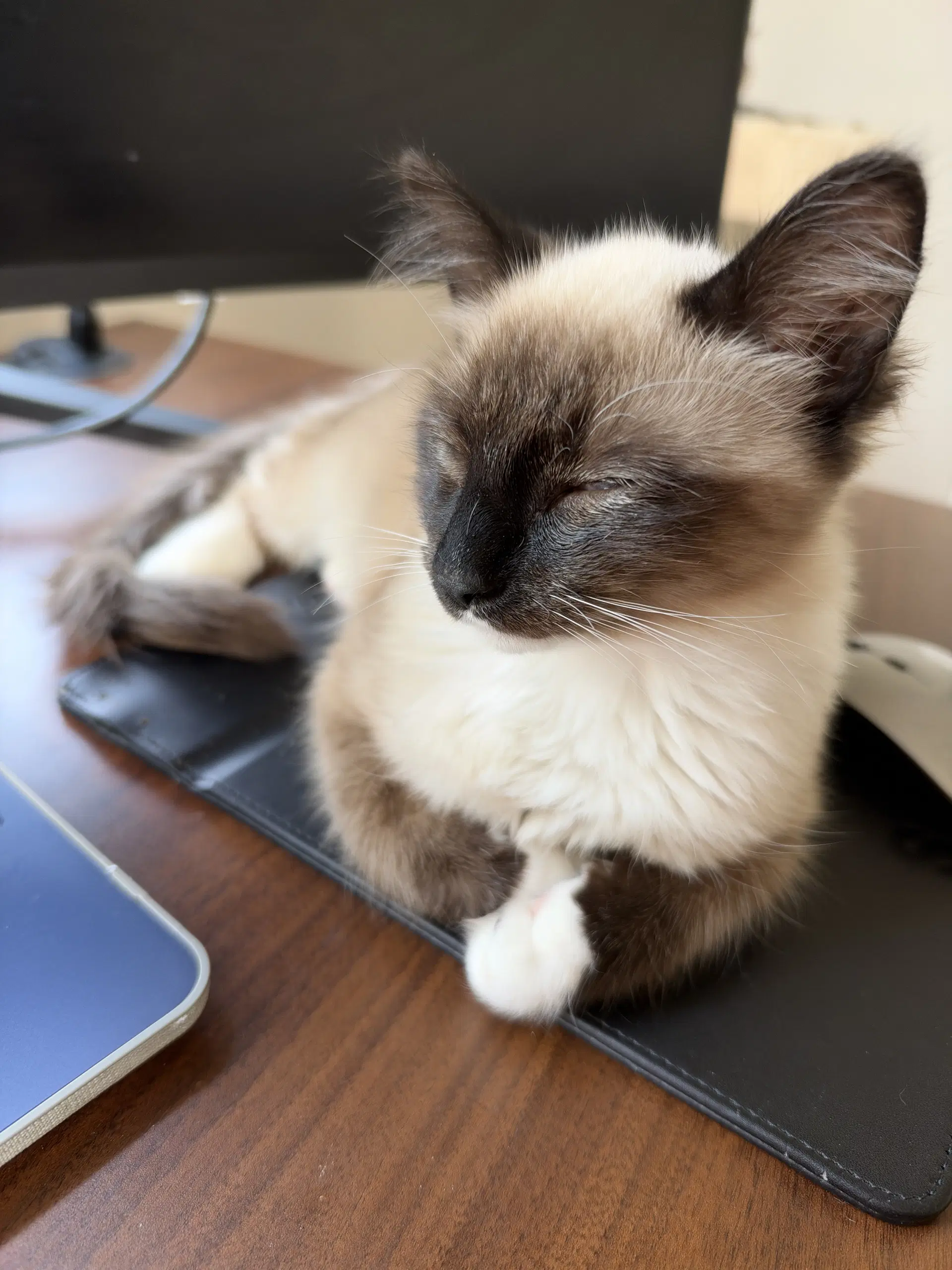 Clark Kent - Siamese