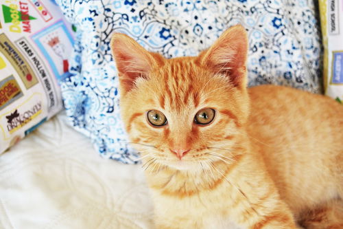 Jethro