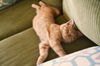 Jethro