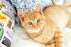 Jethro