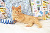 Jethro