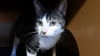 Bob Cat