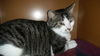 Bob Cat