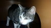 Bob Cat