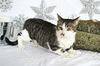 Bob Cat