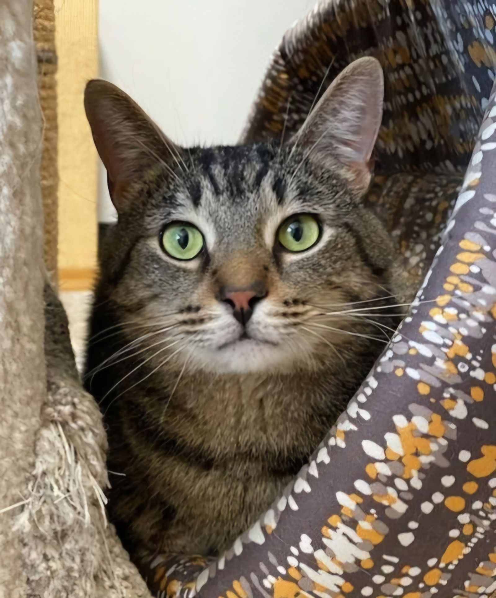 adoptable Cat in Greenfield, IN named Clive Owen