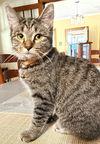 Ellie Mae Clampett