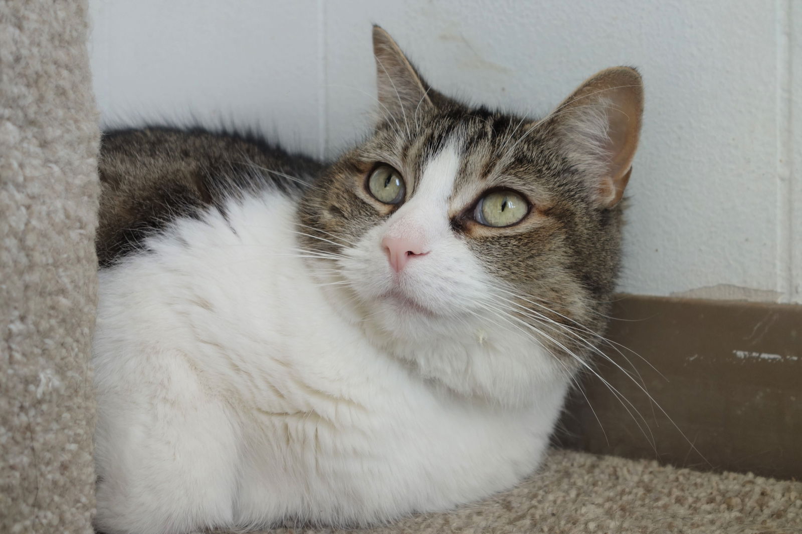 Cats For Adoption In Shelby County, Indiana 