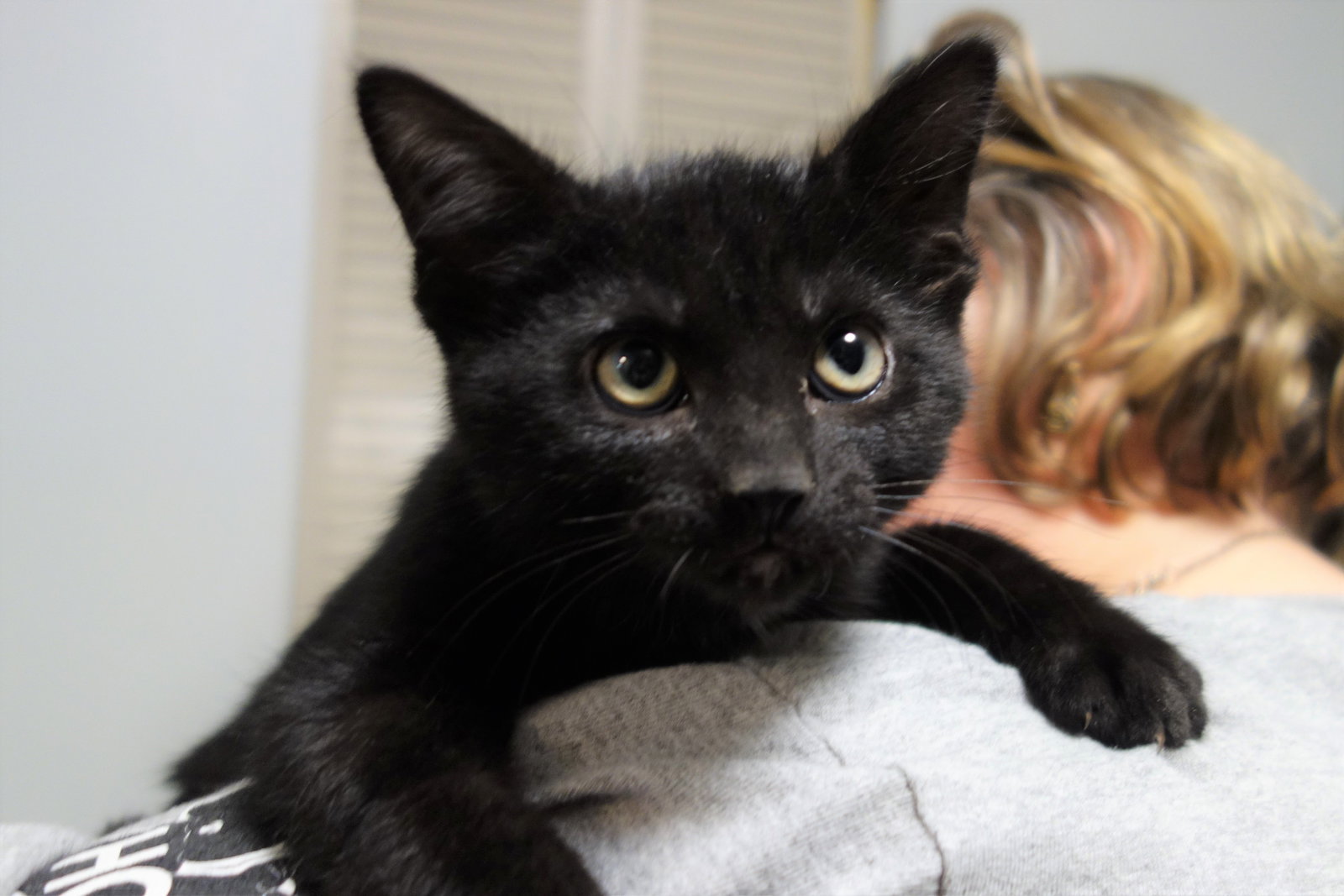 Cats for Adoption in Mooresville, Indiana Alpha Paw