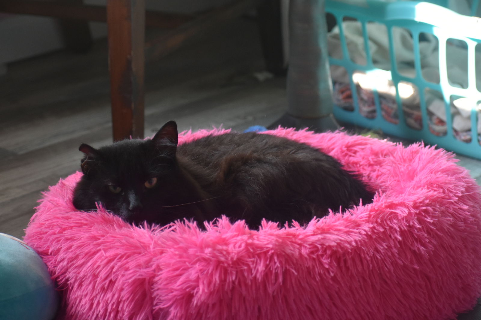 adoptable Cat in Greenfield, IN named Linus