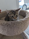 Roni