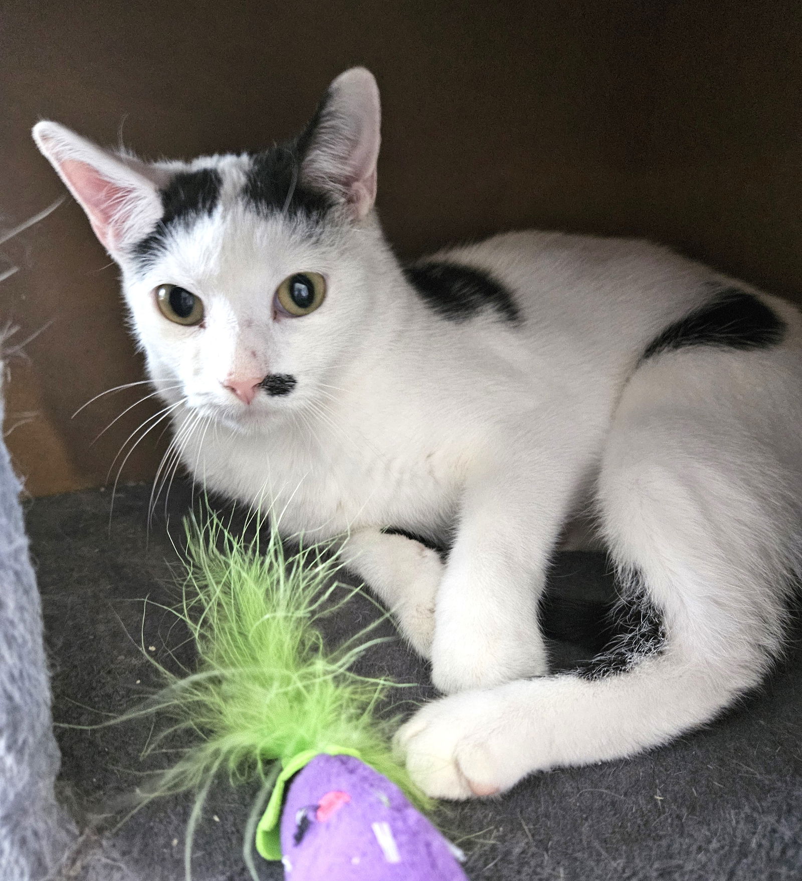 adoptable Cat in Greenfield, IN named Mayhem