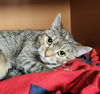 Ms. Cleo