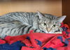 Ms. Cleo
