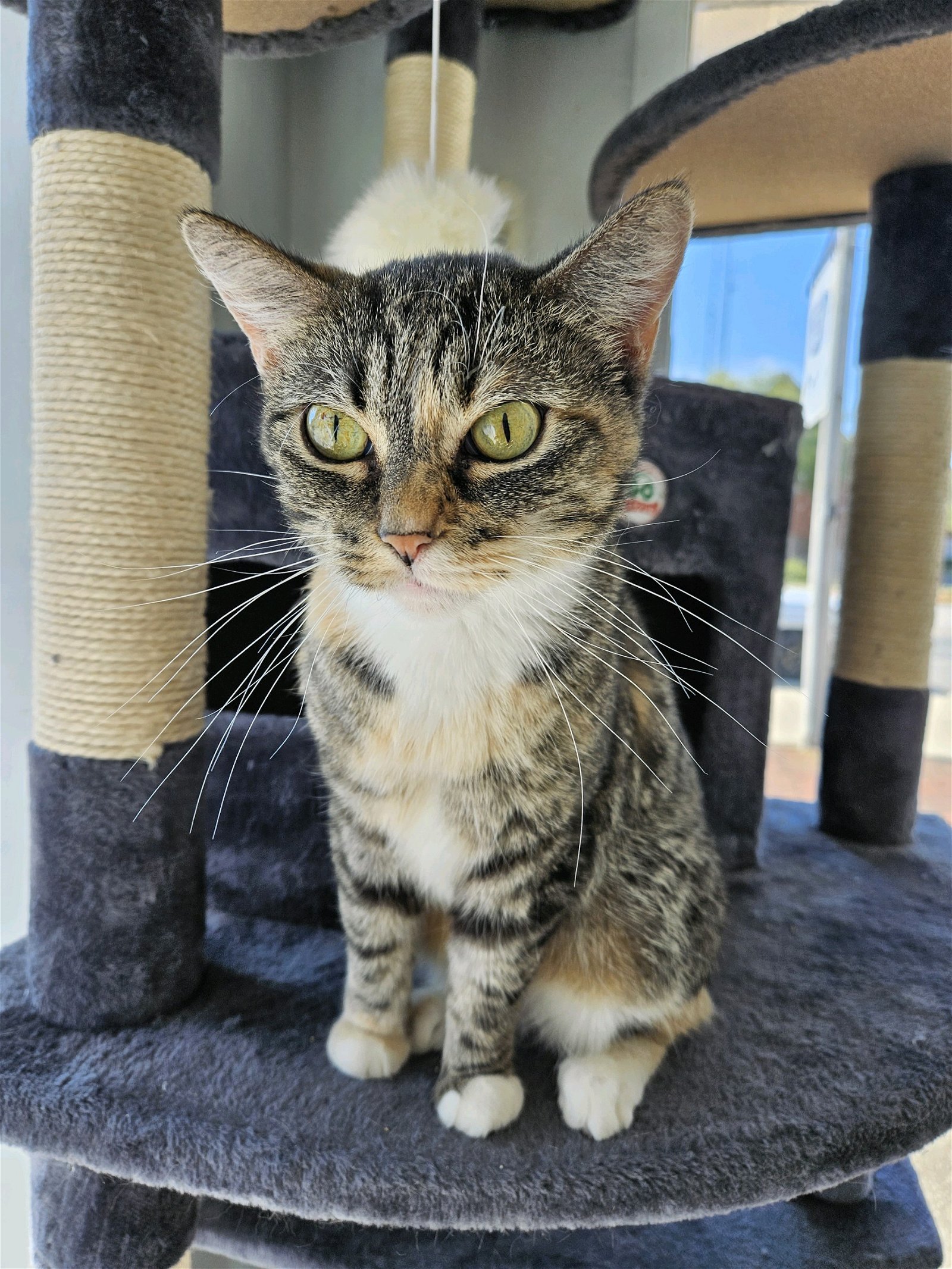 adoptable Cat in Greenfield, IN named Lillie