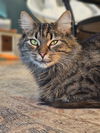 Freida