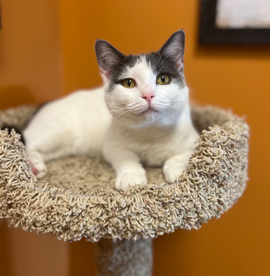 adoptable Cat in Greenfield, IN named Mary Berry