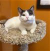 adoptable Cat in , IN named Mary Berry