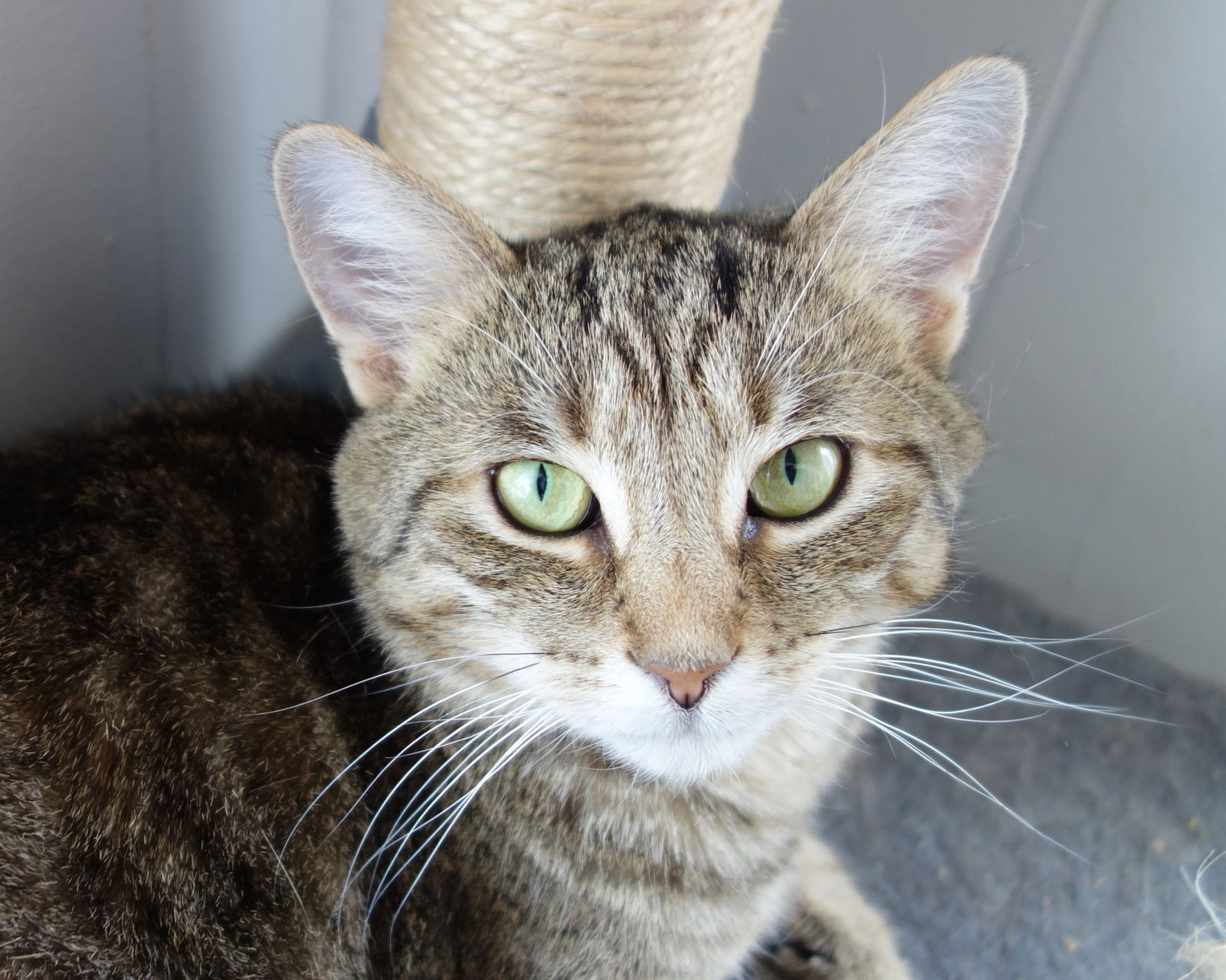 adoptable Cat in Greenfield, IN named Claire