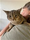 adoptable Cat in greenfield, IN named Dijon