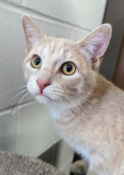 Rufus
