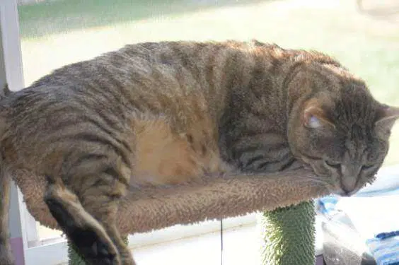 Rupert image 2