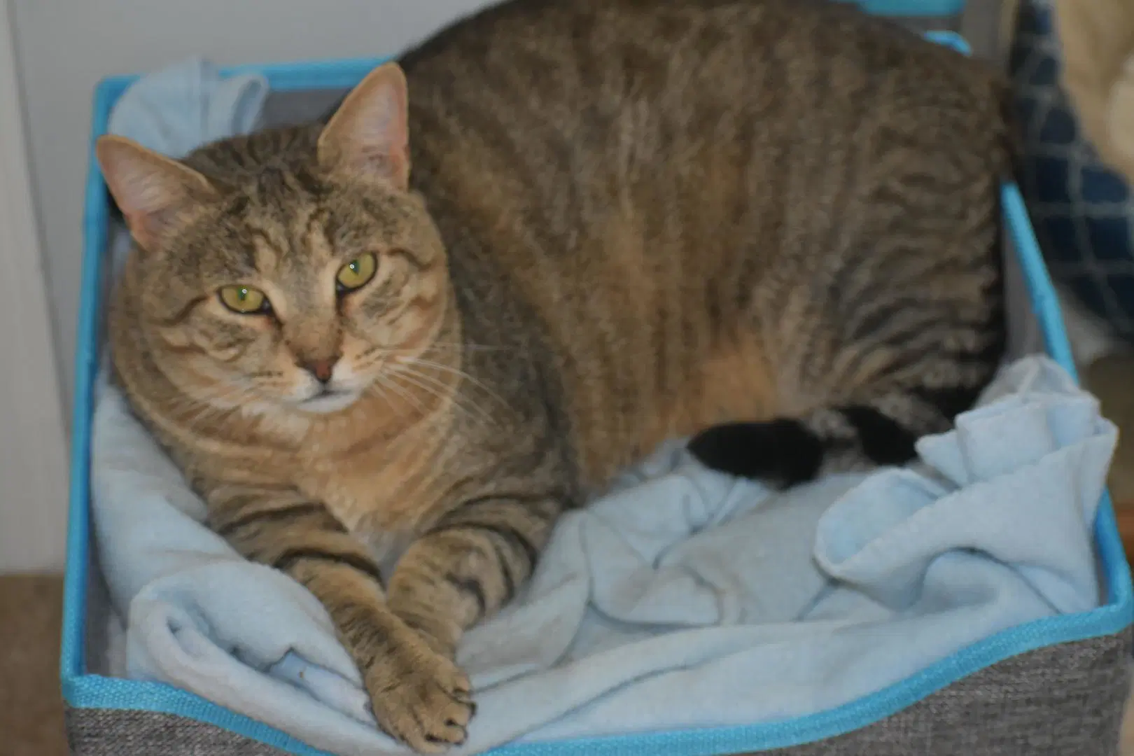 Rupert image 3