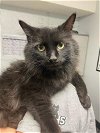 adoptable Cat in greenfield, IN named Ravin