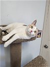 adoptable Cat in greenfield, IN named Dusty Springfield