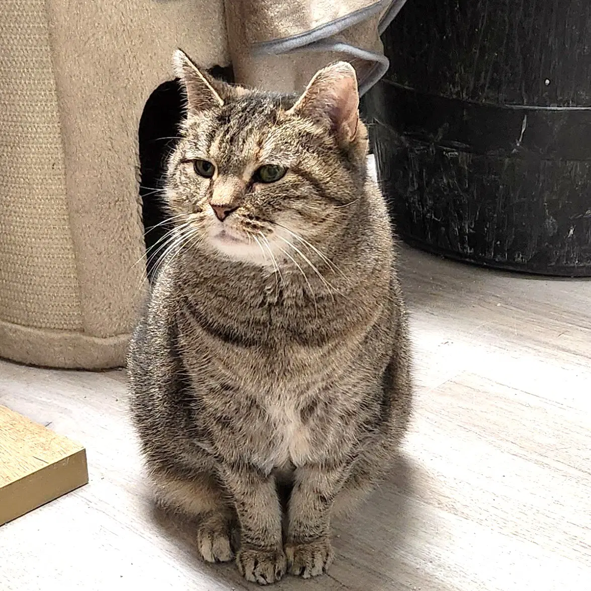 Shasta - Domestic Short Hair