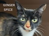 adoptable Cat in , IN named Ginger Spice