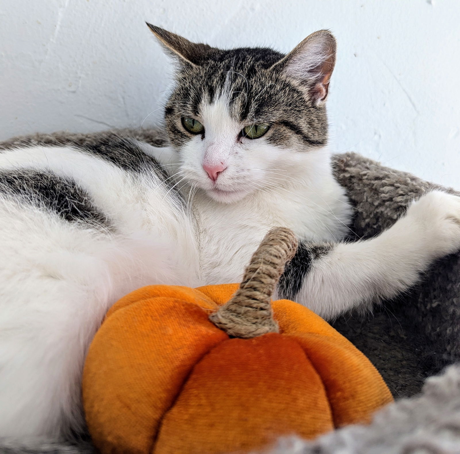 adoptable Cat in Greenfield, IN named Lucy in the Sky with Diamonds