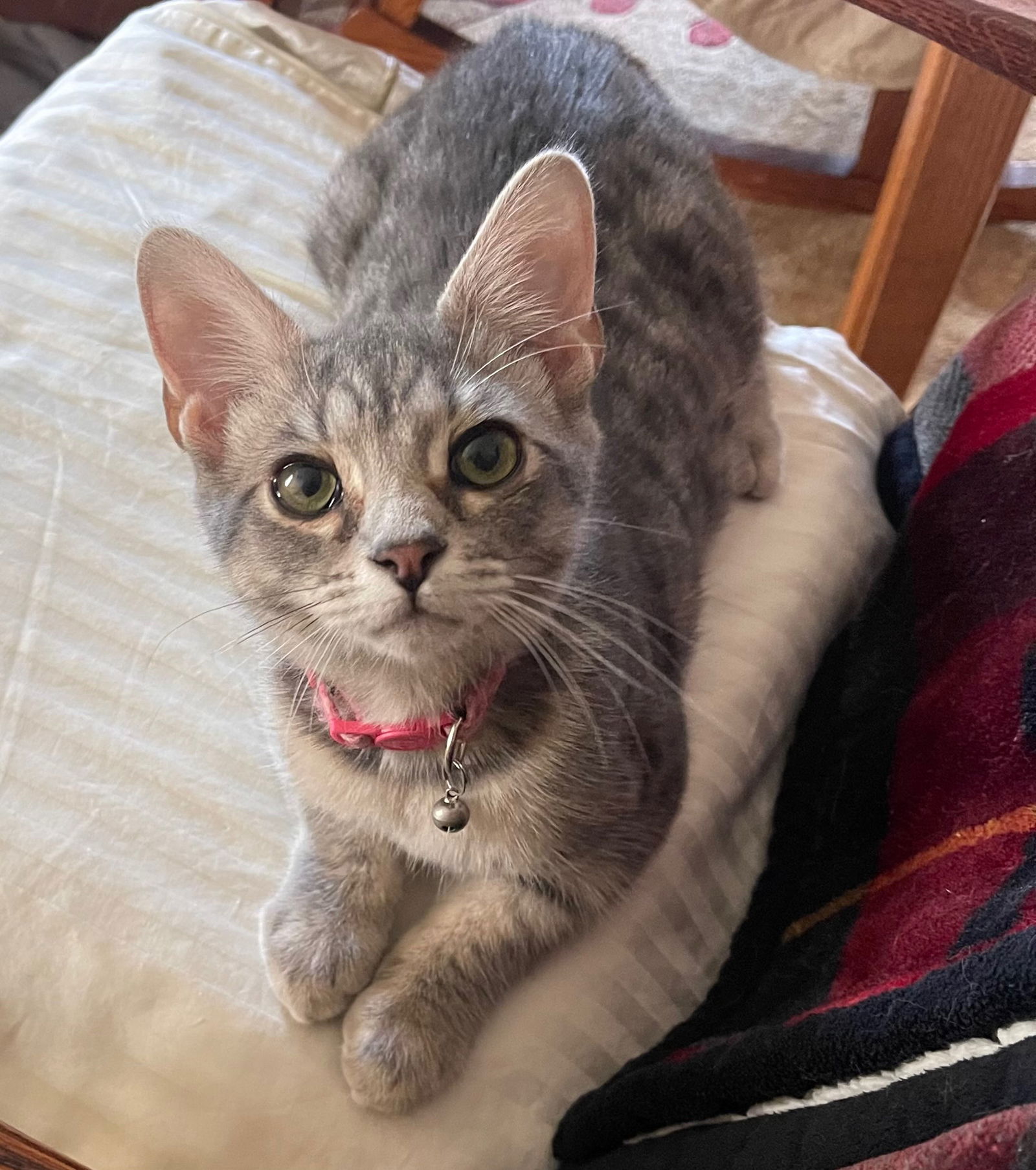 adoptable Cat in Greenfield, IN named Daryl Hall