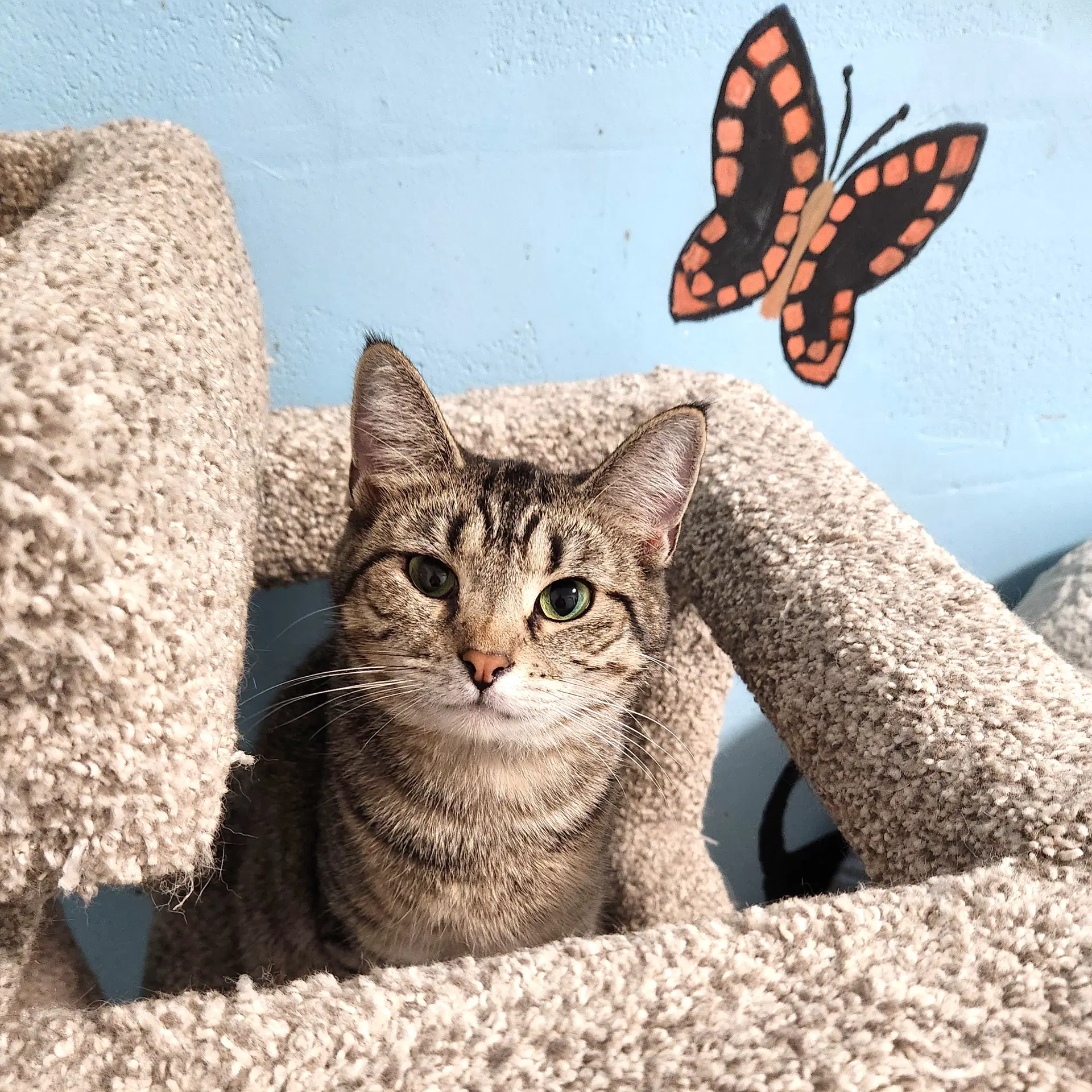 Cass Elliot - Domestic Short Hair