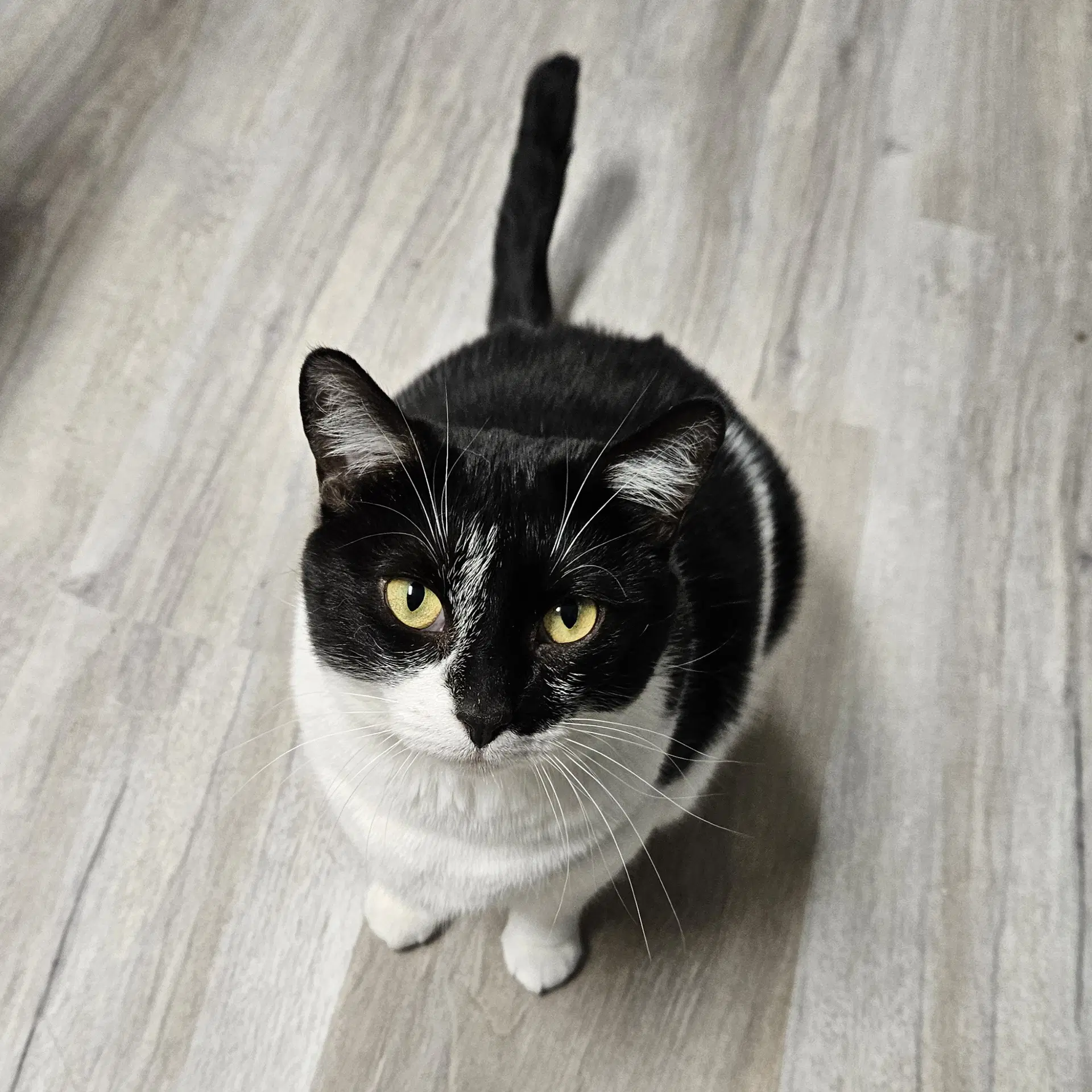 Tulip - Domestic Short Hair