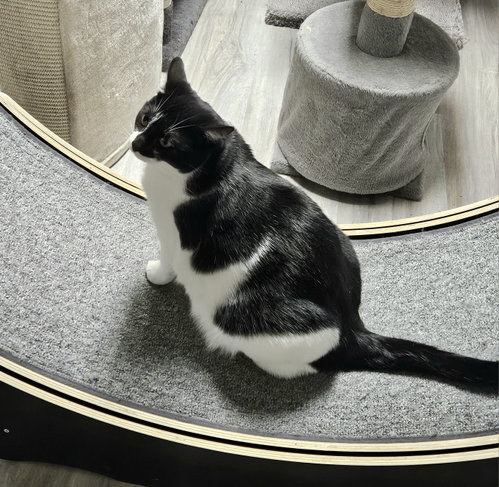 TULIP - Domestic Short Hair available for adoption