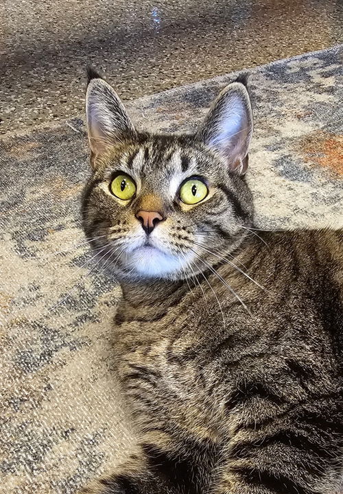 Lynx