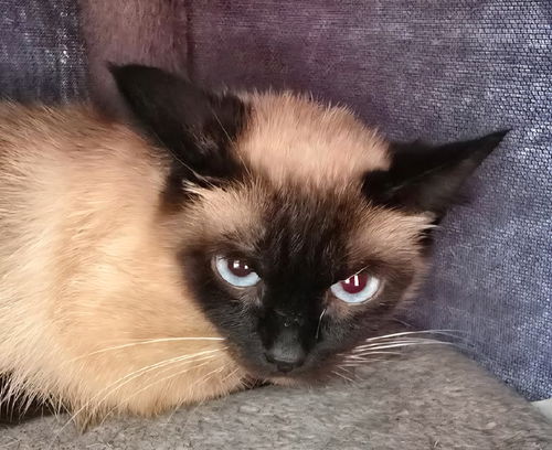 Tia