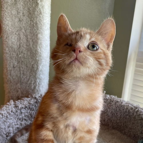 Odin