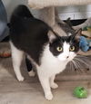 Josie