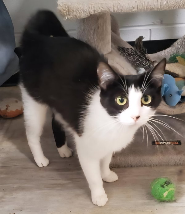 Josie