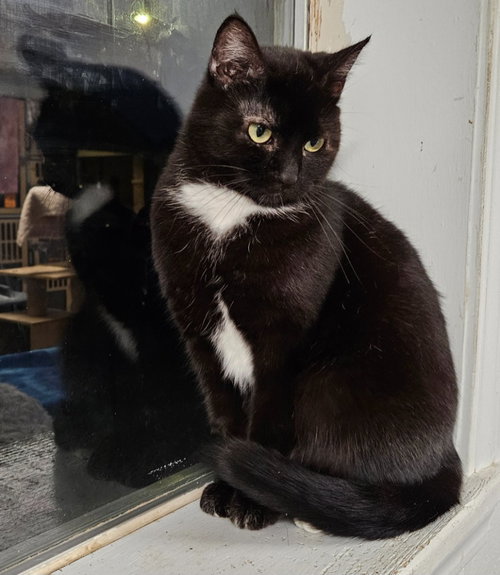 Bunny, an adoptable Domestic Short Hair in Greenfield, IN